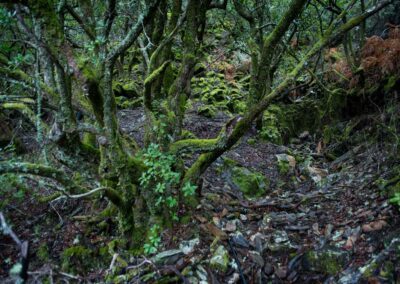 Senda de los Tejos en El Cerezal nuñomoral