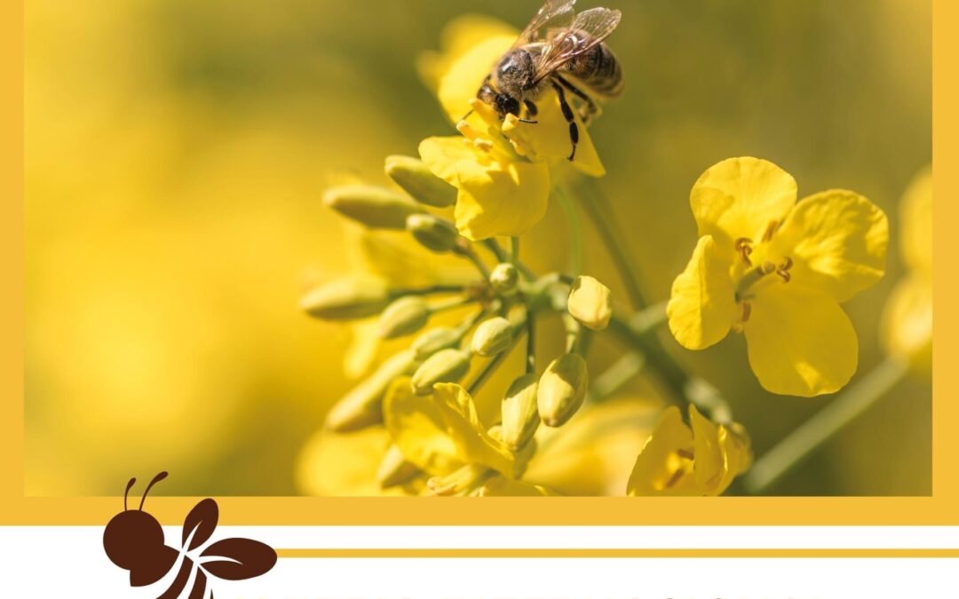 X Feria Internacional de Apicultura y Turismo en Caminomorisco, Las Hurdes